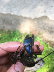 Cambarus monongalensis