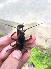 Cambarus monongalensis