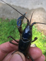 Cambarus monongalensis
