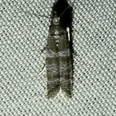 Ephestia columbiella
