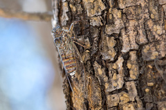 Cicada cretensis