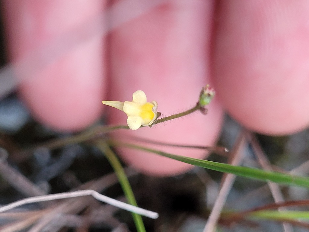 Genlisea oxycentron P.Taylor 4