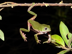 Reticulate Leaf Frog photo 3