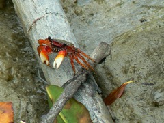Goniopsis pulchra