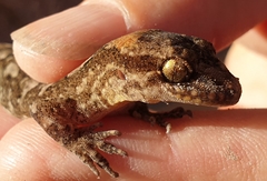 Dactylocnemis pacificus