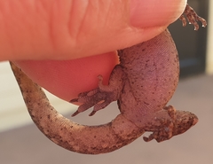 Dactylocnemis pacificus