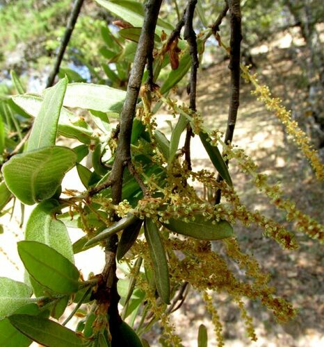 Quercus mexicana, photograph 1