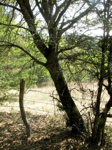 Quercus mexicana, photograph 5