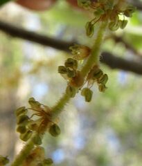 author not stated, no rights reserved Quercus mexicana, photograph author not stated, no rights reserved