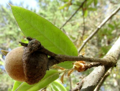 mexican oak (Quercus mexicana)