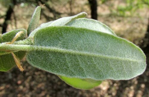 Quercus mexicana, photograph 3