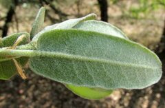 author not stated, no rights reserved Quercus mexicana, photograph author not stated, no rights reserved