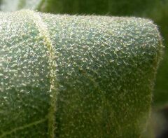 author not stated, no rights reserved Quercus mexicana, photograph author not stated, no rights reserved