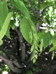 Carpinus caroliniana