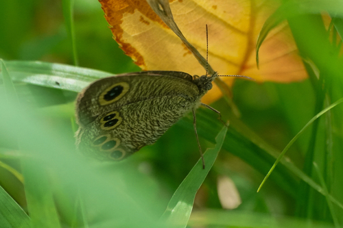 Common Fivering photo 5