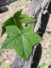 Liquidambar styraciflua