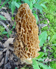 Morchella americana