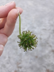 Liquidambar styraciflua