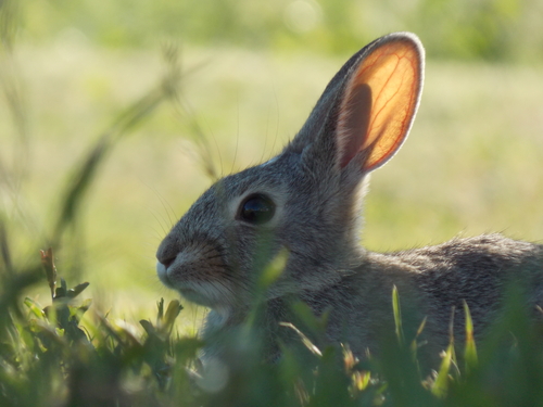 Mountain Cottontail photographed in Montana