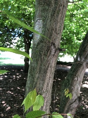 Carpinus caroliniana