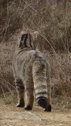 European Wildcat
