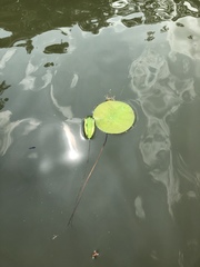 Nelumbo