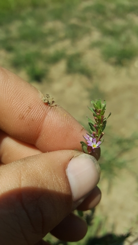Image of Three-Bracted Loosestrife (Lythrum tribracteatum) by (c) Colin J Pryor, some rights reserved (CC BY)