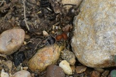 Myrmilloides grandiceps