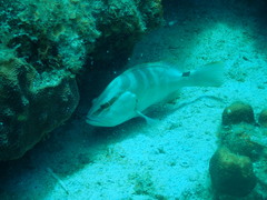 Epinephelus striatus