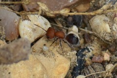 Myrmilloides grandiceps