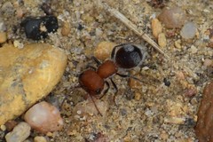 Myrmilloides grandiceps