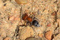 Myrmilloides grandiceps