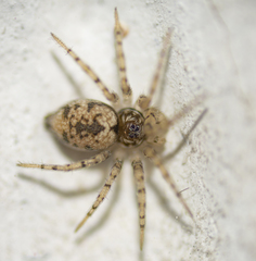 Oecobius maculatus