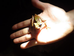 Smilisca cyanosticta