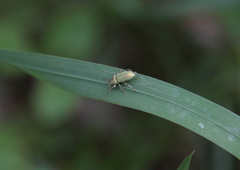 Phyllobius argentatus