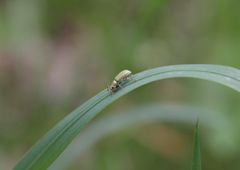 Phyllobius argentatus
