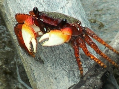 Goniopsis pulchra