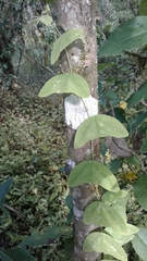 Passiflora colinvauxii