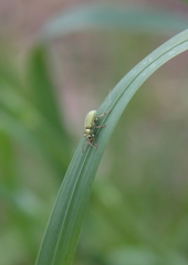 Phyllobius argentatus