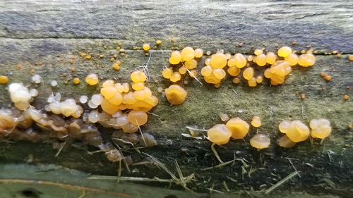 Lašelinis dakrimicis nuotrauka