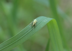 Phyllobius argentatus