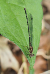 Argia tibialis