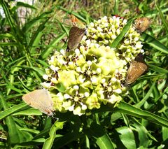 Satyrium favonius autolycus