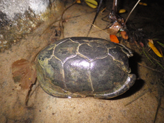 Kinosternon leucostomum