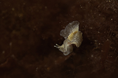 Phrikoceros mopsus