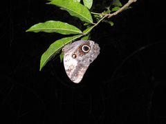 Caligo telamonius memnon