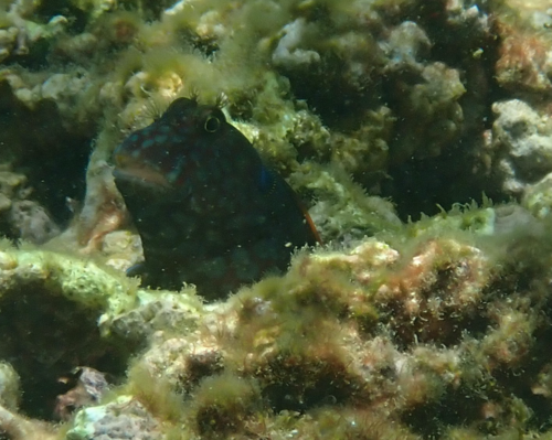 Imitator blenny (Cirripectes imitator) — Blenniidae — 3
