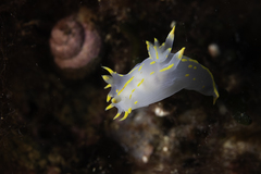Polycera marplatensis