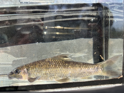 Leaden labeo (Labeo molybdinus) — Cyprinidae — 4