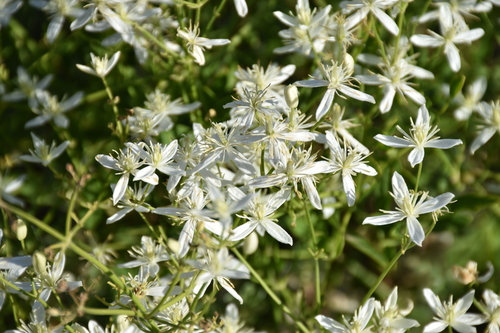 Fragrant clematis (Clematis flammula)